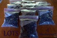 Your Guide to Perfectly Frozen Blueberries