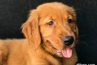 A New Furry Family Member This Friday