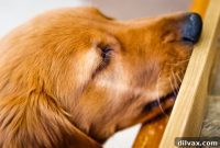 Furry Friend Friday Wellness Day