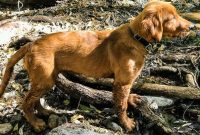 Furry Friend Friday Outdoor Adventures