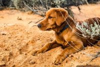 Southern Utah’s Dog Friendly Fridays with Furry Friends