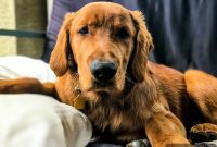 Furry Friend Friday: The Gassy Side of Our Beloved Pups