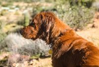 Furry Friend Friday: Sweetheart or Scoundrel