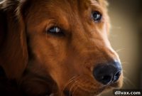 Furry Friend Friday Family