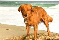 Furry Friend Friday: Closer Hearts, Happier Paws