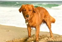 Furry Friday: Pawsitively Pining