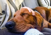 Pawsome Mothers Day Friday