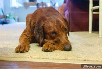 A Paw-some First Birthday on Furry Friend Friday