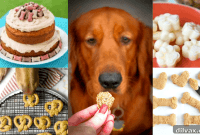Homemade Dog Treats Your Pup Will Love