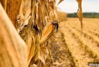 Iowa’s Golden Harvest Adventure 2019