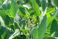 Demystifying Sustainable Farming