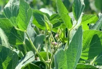 Farming for the Future