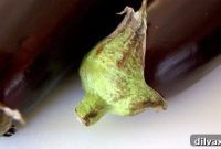 Savory Ricotta Eggplant Rollatini