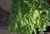 Day 228: My Sleepwalker’s Supper – Baked Basil Lemon Trout