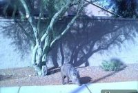 Easy Orange Peach Napoleons