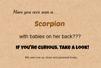 Scorpion’s Living Backpack