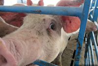 Crafting Porks Future A National Board Expedition