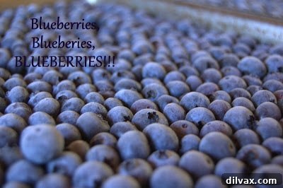 Freshly picked blueberries ready for freezing