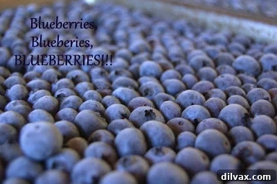 Freshly picked blueberries ready for freezing