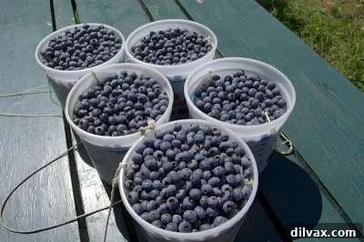 Five buckets of freshly picked blueberries