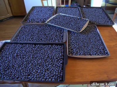 Blueberries spread in a single layer on a baking sheet