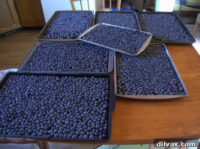 Blueberries spread in a single layer on a baking sheet