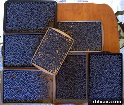 Gently patting blueberries dry with a paper towel