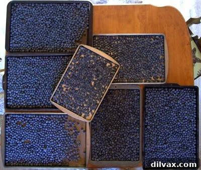Gently patting blueberries dry with a paper towel