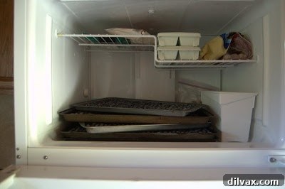 Baking sheets of blueberries in the freezer
