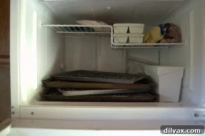 Baking sheets of blueberries placed in the freezer