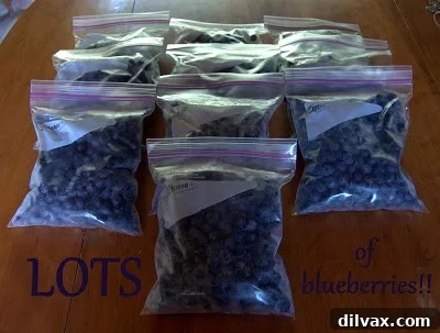 Bags of frozen blueberries