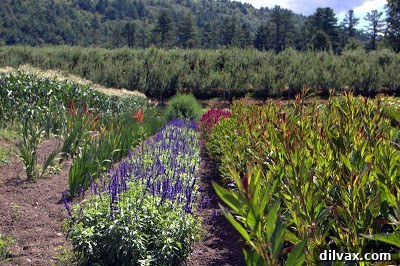 Beautiful flower gardens at Riverview Farm Plainfield NH