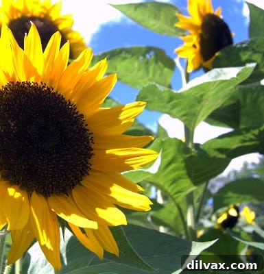 Large, colorful sunflowers attracting bees at the farm