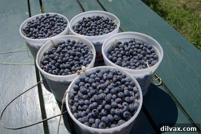A large container filled with freshly picked blueberries