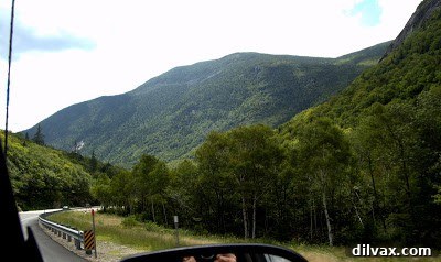 Two dogs playfully exploring a shallow stream surrounded by rocks and trees, enjoying their new environment.