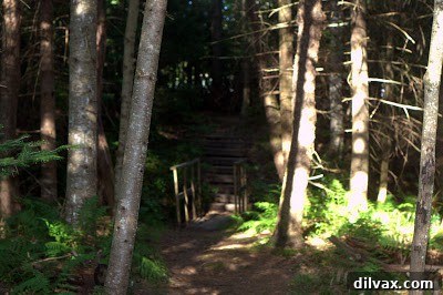 A flowing stream winding through a vibrant green forest, highlighting the natural beauty ideal for dog walks.