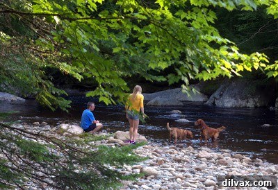A close-up of a dog happily playing in the water, showcasing its excitement and energy.