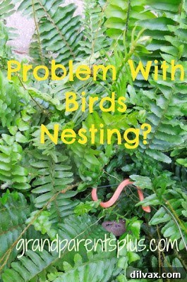 DIY solution for bird nesting problem, possibly a bird deterrent or feeder