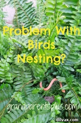 DIY Bird Repellent or Solution for Bird Nests