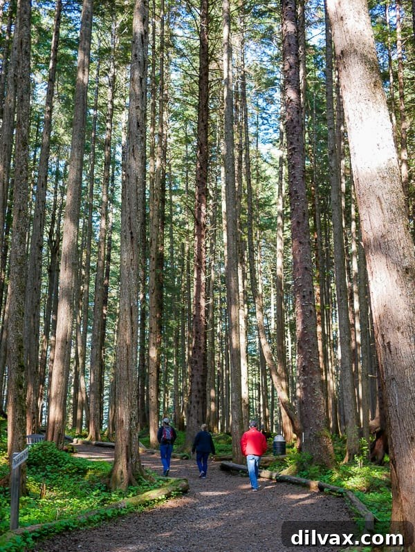 A group of travelers walking along a picturesque trail surrounded by towering pine trees in Icy Strait Point, Alaska.