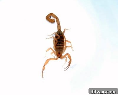 Diverse Arizona desert landscape featuring unique flora and fauna