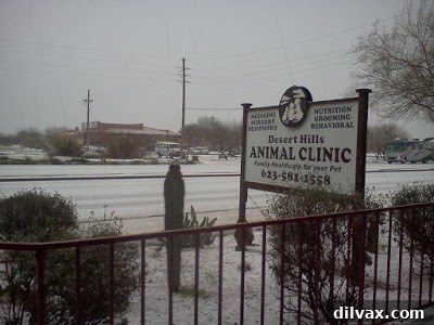 Rare sight of snow blanketing the Arizona desert, creating a unique landscape