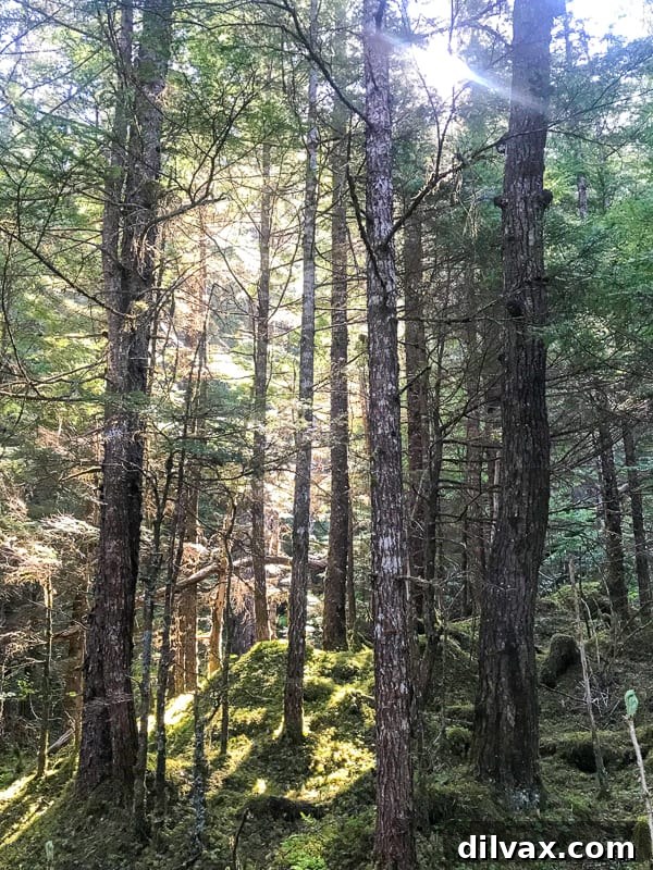 Forest view along Mendenhall Glacier Trail Hike, Alaska