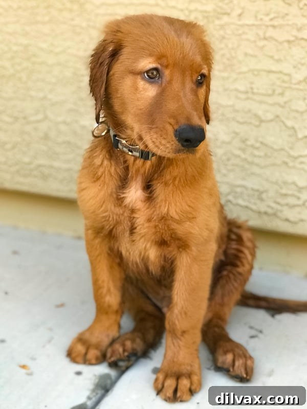 Logan the Golden Retriever puppy at 12 weeks old, sitting attentively