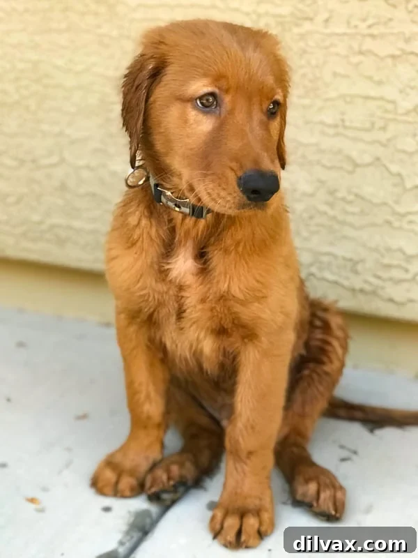 Furry Friend Friday - Logan the Golden Dog at 12 weeks old.