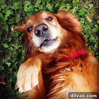 Brady, a beloved red Golden Retriever dog