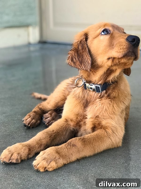 Logan the Golden Retriever puppy, wet from rain during Hurricane Rosa, looking adorable