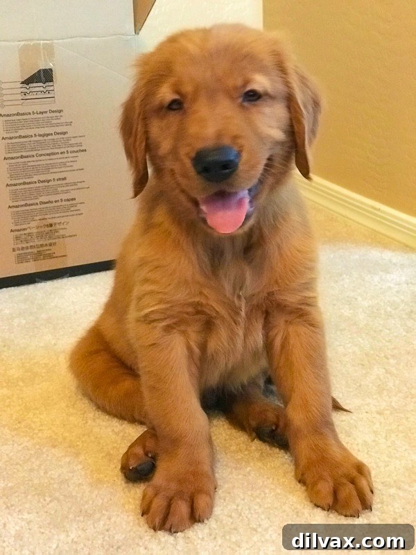 Logan the Golden Retriever puppy at 8 weeks old, sitting attentively