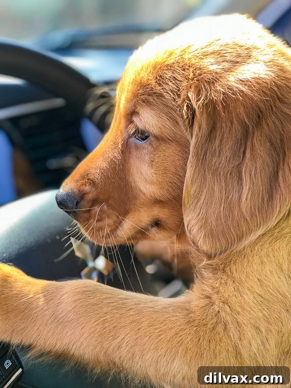 Logan the Golden Retriever puppy playfully posing with the Mitsubishi Outlander steering wheel