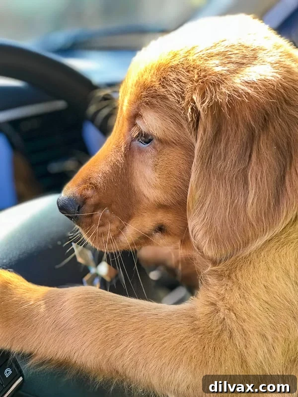 Furry Friend Friday - Logan the Golden Dog with Mitsubishi Outlander steering wheel.